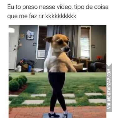 Tô morrendo de rir - Vídeo Animais para Redes Sociais