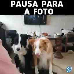 Pausa para foto - Vídeo Animais para Redes Sociais