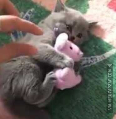 Tira mão rapá - Vídeo Animais para Redes Sociais