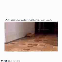 Essa visita ao veterinário vai custar caro - Vídeo  Engraçados para Redes Sociais