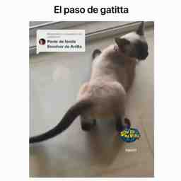 O gato fazendo o El paso da Anitta - Vídeo  Engraçados para Redes Sociais