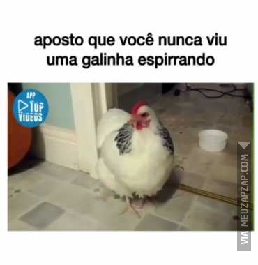 Galinha espirrando  - Vídeo Animais para Redes Sociais