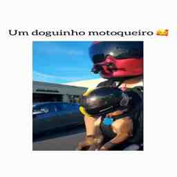 E esse doguinho motoqueiro - Vídeo Animais para Redes Sociais