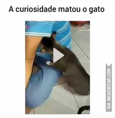 A curiosidade matou o gato  - Vídeo  Engraçados para Redes Sociais