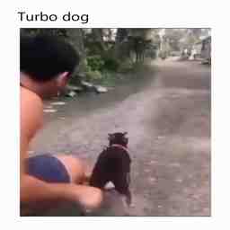 O turbo dog - Vídeo  Engraçados para Redes Sociais