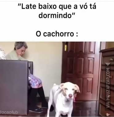 Late baixo - Vídeo Animais para Redes Sociais