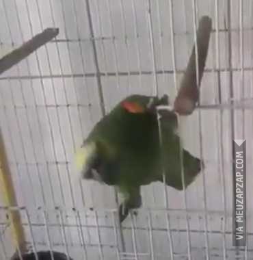 Papagaio canta inglês melhor que eu - Vídeo Animais para Redes Sociais