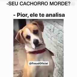 Meu cachorro te analisa - Vídeo Animais para Redes Sociais