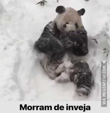 Morram de inveja  - Vídeo Animais para Redes Sociais