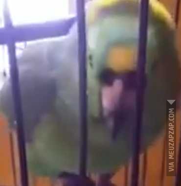 Papagaio chorão  - Vídeo  Engraçados para Redes Sociais