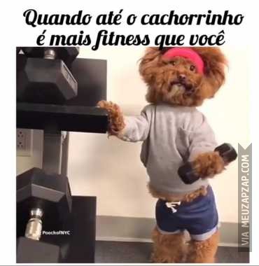 Até o cachorro  - Vídeo Animais para Redes Sociais