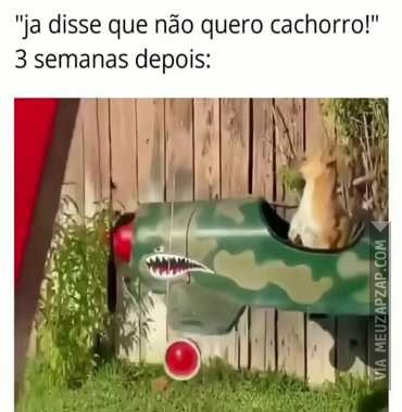 É assim mesmo - Vídeo Animais para Redes Sociais