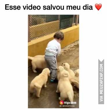 Que fofo  - Vídeo Animais para Redes Sociais