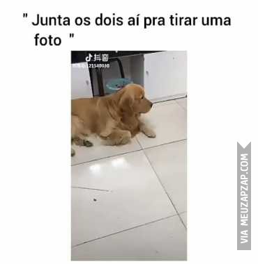 Junta aí pra bater uma foto - Vídeo Animais para Redes Sociais