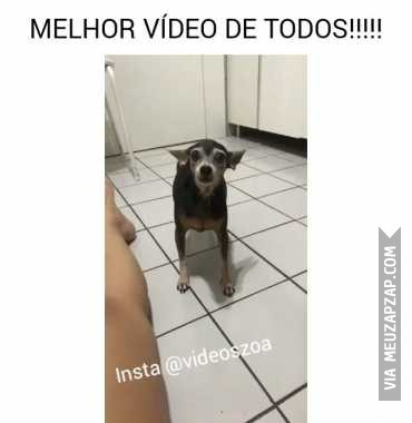 Iti malia - Vídeo Animais para Redes Sociais