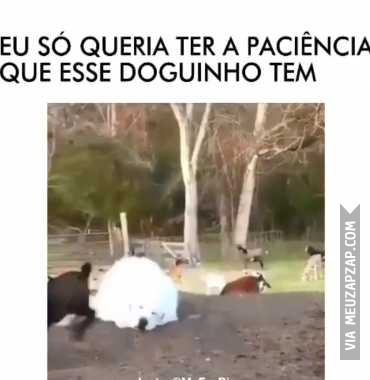 Cachorro relax  - Vídeo  Engraçados para Redes Sociais