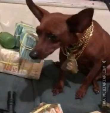 Dog bandido é perseguido - Vídeo  Engraçados para Redes Sociais