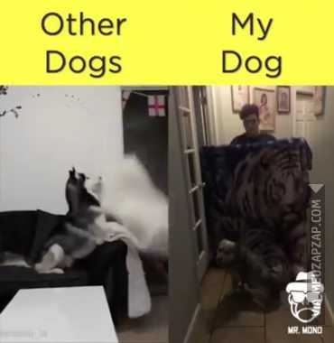 Outros cachorros/meu cachorro  - Vídeo Animais para Redes Sociais