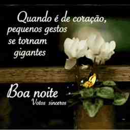 Boa noite  - Vídeo  Saudações para Redes Sociais