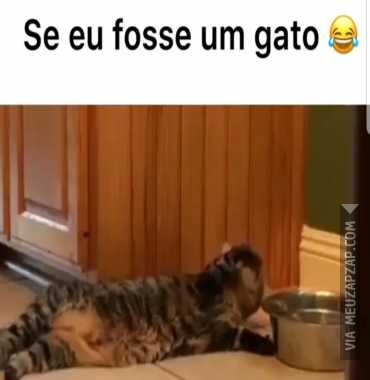 Se eu fosse um gato - Vídeo  Engraçados para Redes Sociais