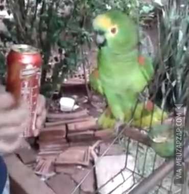 Papagaio pé de cana - Vídeo  Engraçados para Redes Sociais