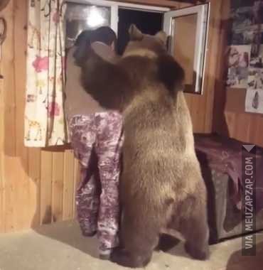 Dá aqui um abraço de urso  - Vídeo Animais para Redes Sociais