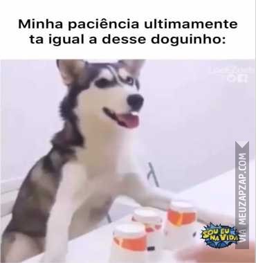 Tô assim tambem  - Vídeo Animais para Redes Sociais