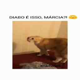 Meu gato me olhando assustado - Vídeo Animais para Redes Sociais