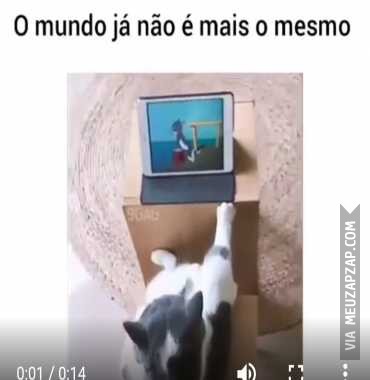 Gato folgado  - Vídeo Animais para Redes Sociais