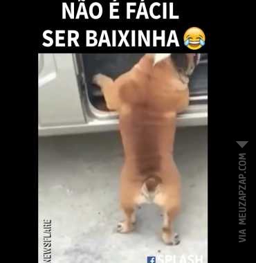 Ralado ser baixinha  - Vídeo  Engraçados para Redes Sociais