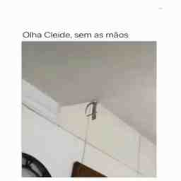 Olha isso - Vídeo Animais para Redes Sociais