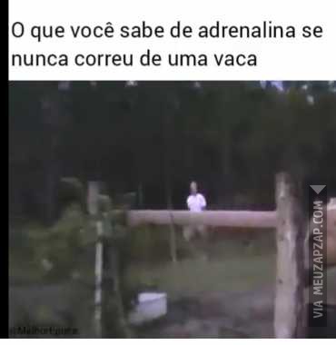 Adrenalina pura - Vídeo  Engraçados para Redes Sociais