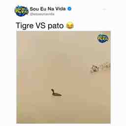 Tigre vs pato - Vídeo Animais para Redes Sociais
