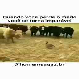 Quando você perde o medo de tudo - Vídeo  Engraçados para Redes Sociais