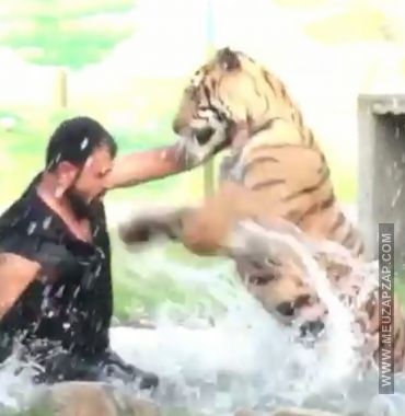 Homem x Tigre - Vídeo Animais para Redes Sociais