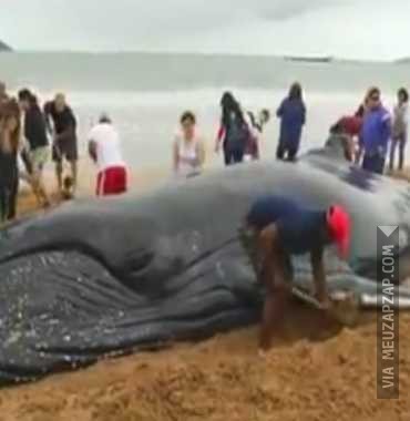Salvando a baleia - Vídeo Animais para Redes Sociais