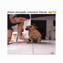 O Oscar de melhor ator vai pra esse cachorro - Vídeo Animais para Redes Sociais