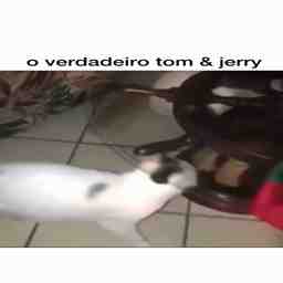 O verdadeiro Tom e Jerry - Vídeo  Engraçados para Redes Sociais