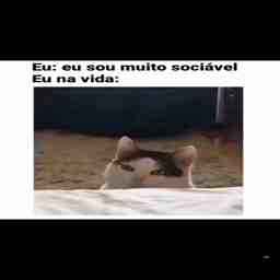 Eu tentando ser sociável - Vídeo Animais para Redes Sociais