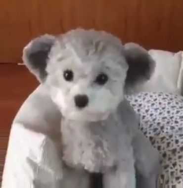 Cão ou urso - Vídeo Animais para Redes Sociais