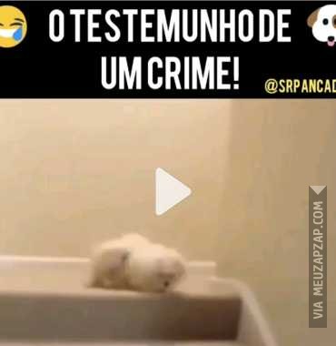 Testemunha de um crime  - Vídeo Animais para Redes Sociais