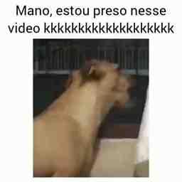 Nem o cachorro entendeu a risada dela - Vídeo Animais para Redes Sociais