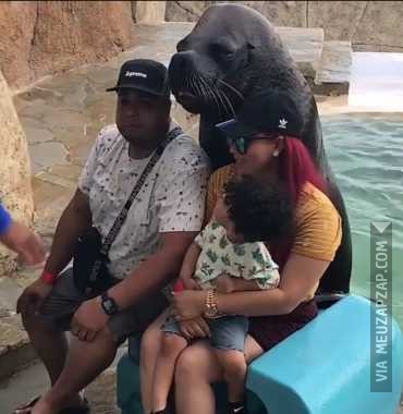 Foca na foto - Vídeo Animais para Redes Sociais