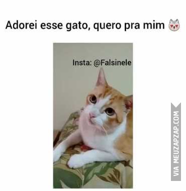 Se você está contente diga miau - Vídeo Animais para Redes Sociais