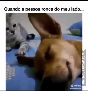 Quando mozão ronca muito - Vídeo Animais para Redes Sociais