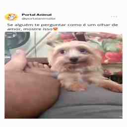 Isso sim é um olhar apaixonado - Vídeo Animais para Redes Sociais