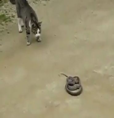 Gato vs Cobra - Vídeo Animais para Redes Sociais