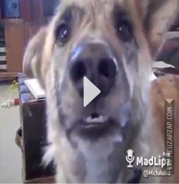 Esse povo inventa cada uma - Vídeo Animais para Redes Sociais