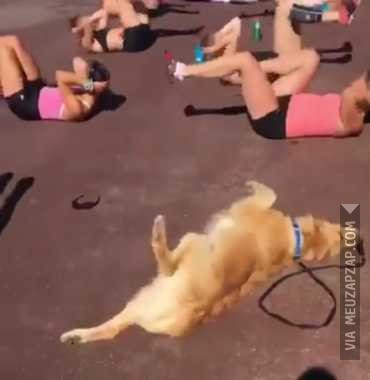 Até o cão é fitness e você no sofá  - Vídeo Animais para Redes Sociais