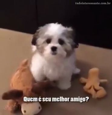 Vídeo cachorrinho esperto - Vídeo Animais para Redes Sociais